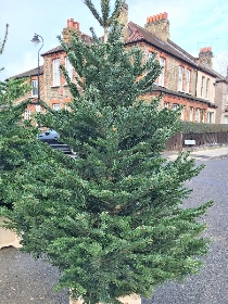 Nordmann Fir Christmas Tree 6ft to 8ft