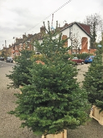 Nordmann Fir Christmas Tree 6ft to 8ft