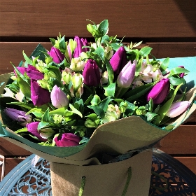 Purple Tulips