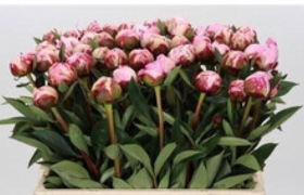 Peony Wrap